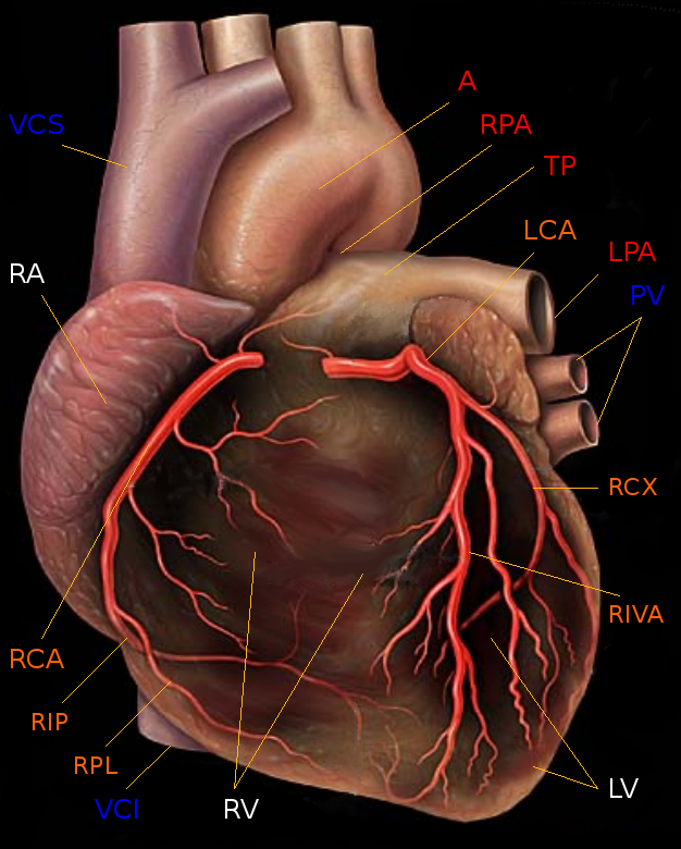 Human_heart_with_coronary_arteries_new.png