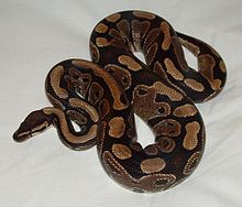 Snake.JPG